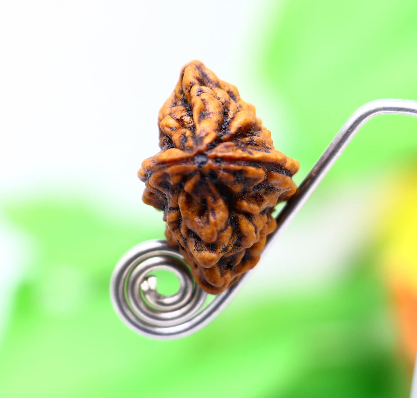 Certified 2 Mukhi Rudraksha Original Holy divine Two Face Rudraksha Dwimukhi Rudraksha use directly with thread or as silver pendant RD01 - TRIBAL ORNAMENTS