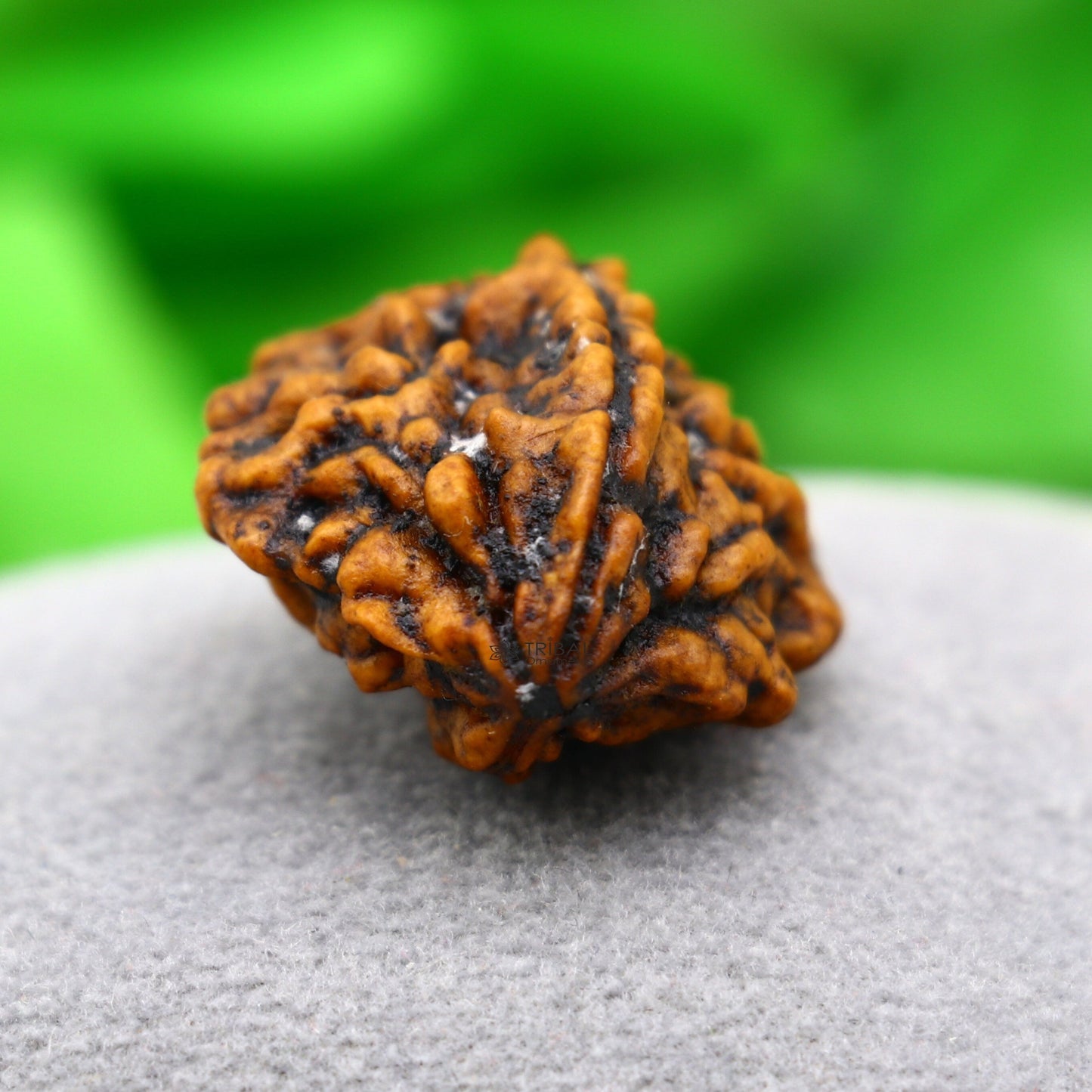 Certified 2 Mukhi Rudraksha Original Holy divine Two Face Rudraksha Dwimukhi Rudraksha use directly with thread or as silver pendant RD01 - TRIBAL ORNAMENTS