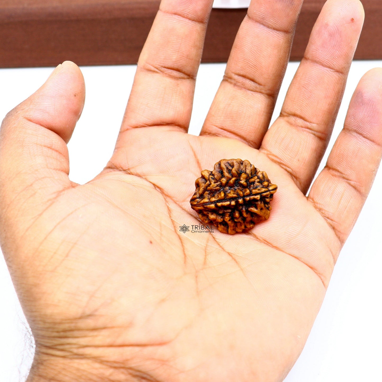 Certified 2 Mukhi Rudraksha Original Holy divine Two Face Rudraksha Dwimukhi Rudraksha use directly with thread or as silver pendant RD01 - TRIBAL ORNAMENTS