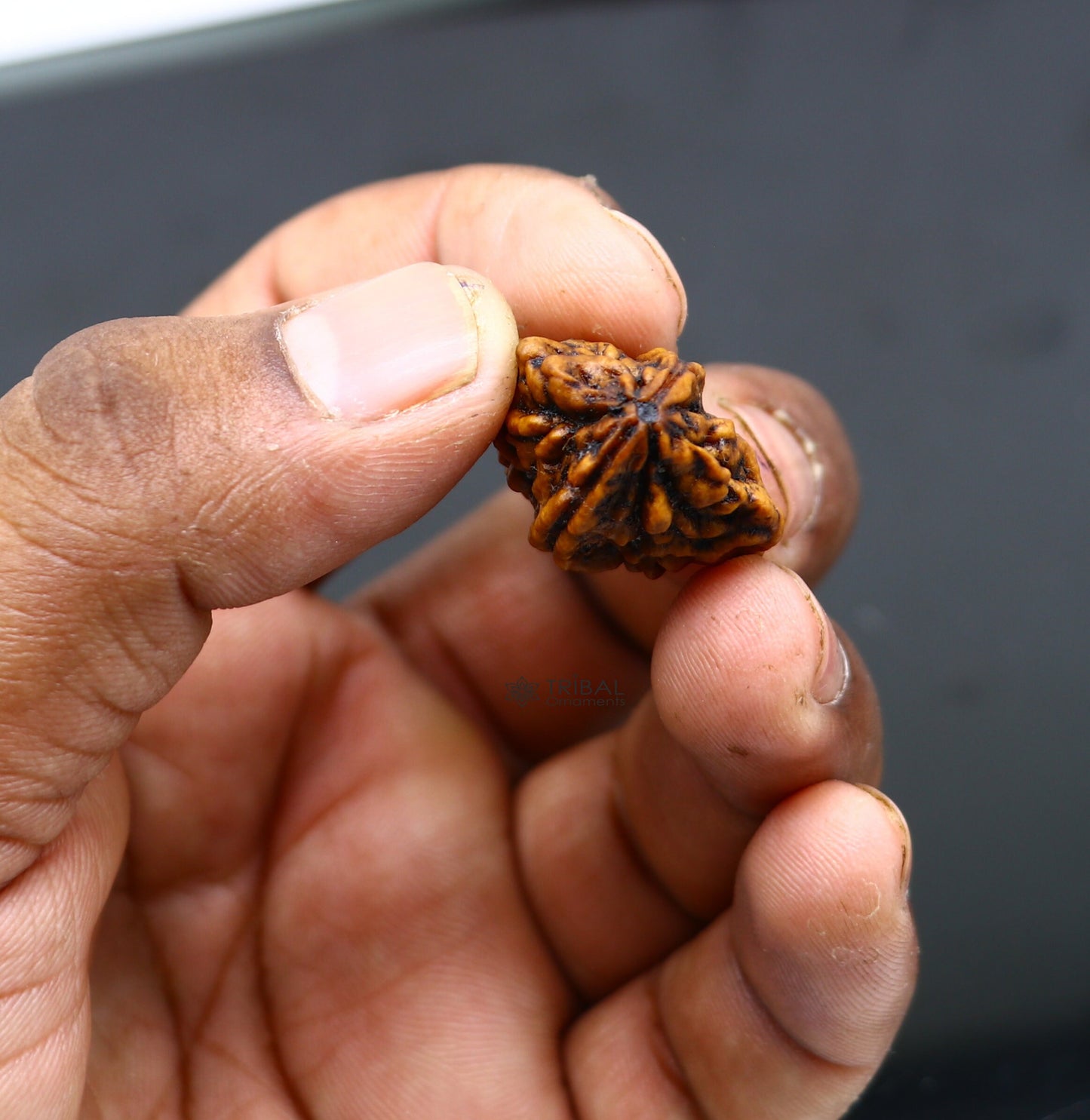Certified 2 Mukhi Rudraksha Original Holy divine Two Face Rudraksha Dwimukhi Rudraksha use directly with thread or as silver pendant RD01 - TRIBAL ORNAMENTS