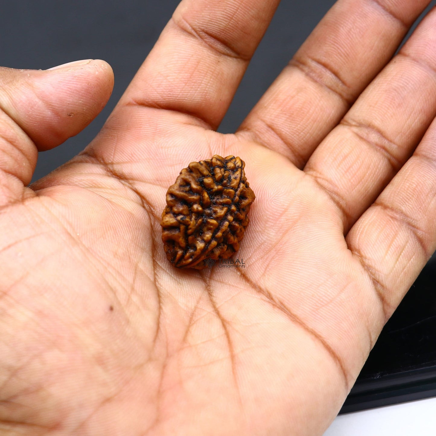Certified 2 Mukhi Rudraksha Original Holy divine Two Face Rudraksha Dwimukhi Rudraksha use directly with thread or as silver pendant RD01 - TRIBAL ORNAMENTS