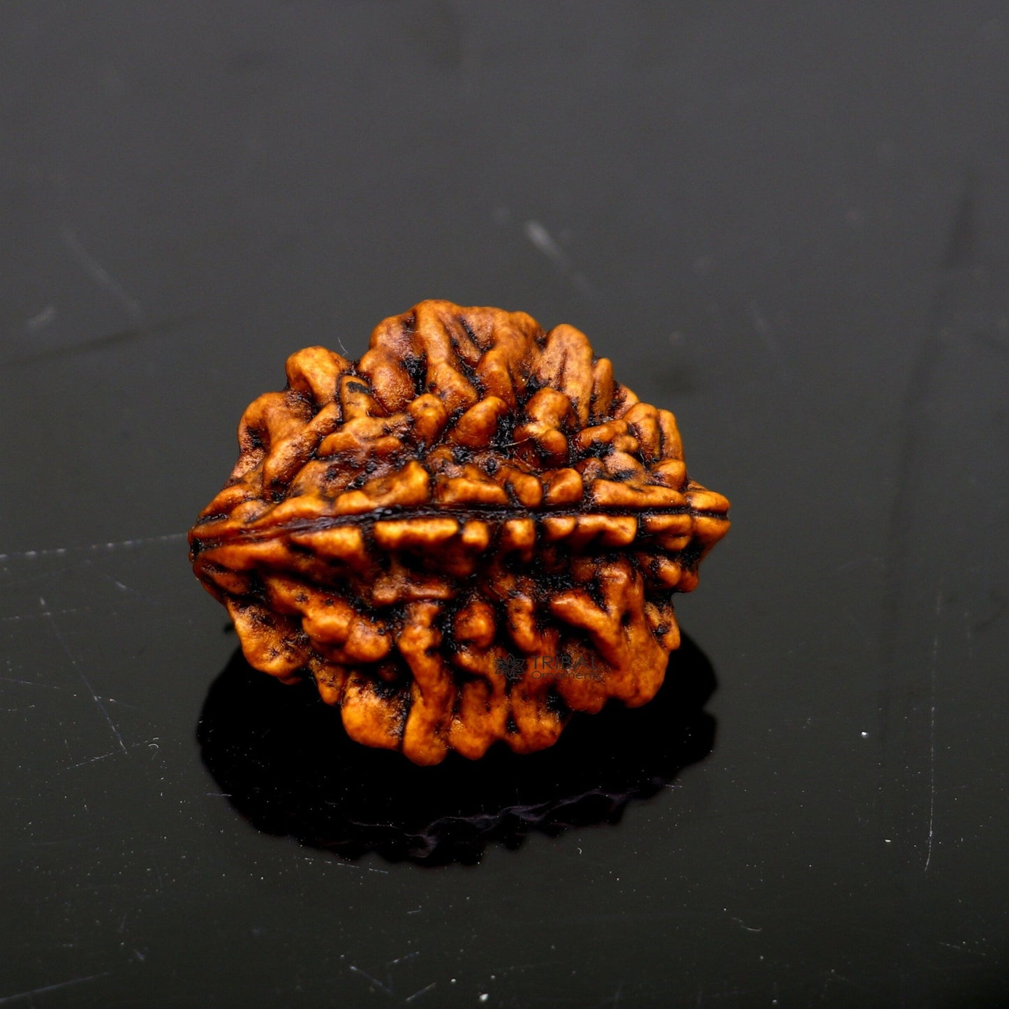 Certified 2 Mukhi Rudraksha Original Holy divine Two Face Rudraksha Dwimukhi Rudraksha use directly with thread or as silver pendant RD01 - TRIBAL ORNAMENTS