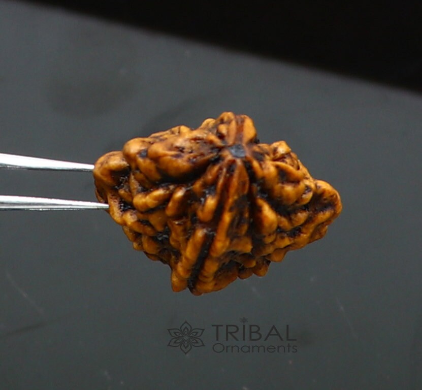 Certified 2 Mukhi Rudraksha Original Holy divine Two Face Rudraksha Dwimukhi Rudraksha use directly with thread or as silver pendant RD01 - TRIBAL ORNAMENTS