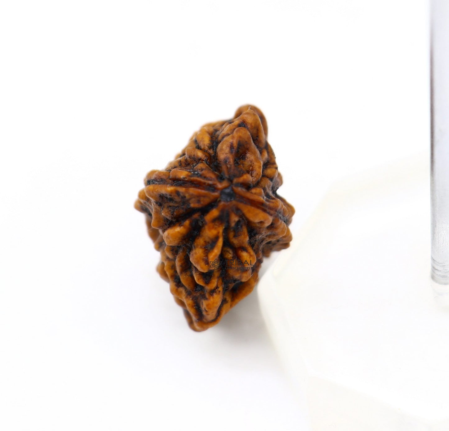 Certified 2 Mukhi Rudraksha Original Holy divine Two Face Rudraksha Dwimukhi Rudraksha use directly with thread or as silver pendant RD01 - TRIBAL ORNAMENTS