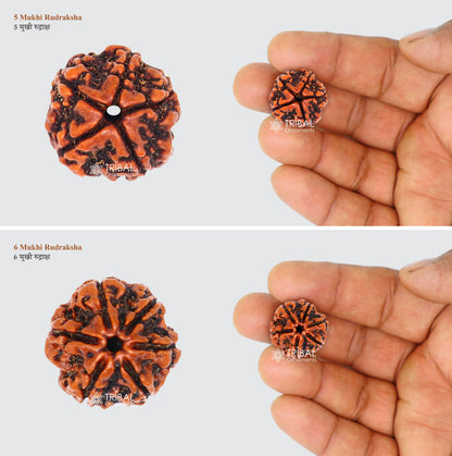 1 TO 11 Mukhi and Gorishankar and Ganesha Natural rudraksha, Nepali Rudraksha kavacham, best meditation beads r005 - TRIBAL ORNAMENTS