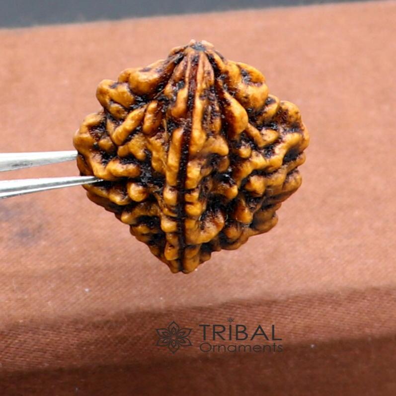 Certified 2 Mukhi Rudraksha Original Holy divine Two Face Rudraksha Dwimukhi Rudraksha use directly with thread or as silver pendant RD01 - TRIBAL ORNAMENTS